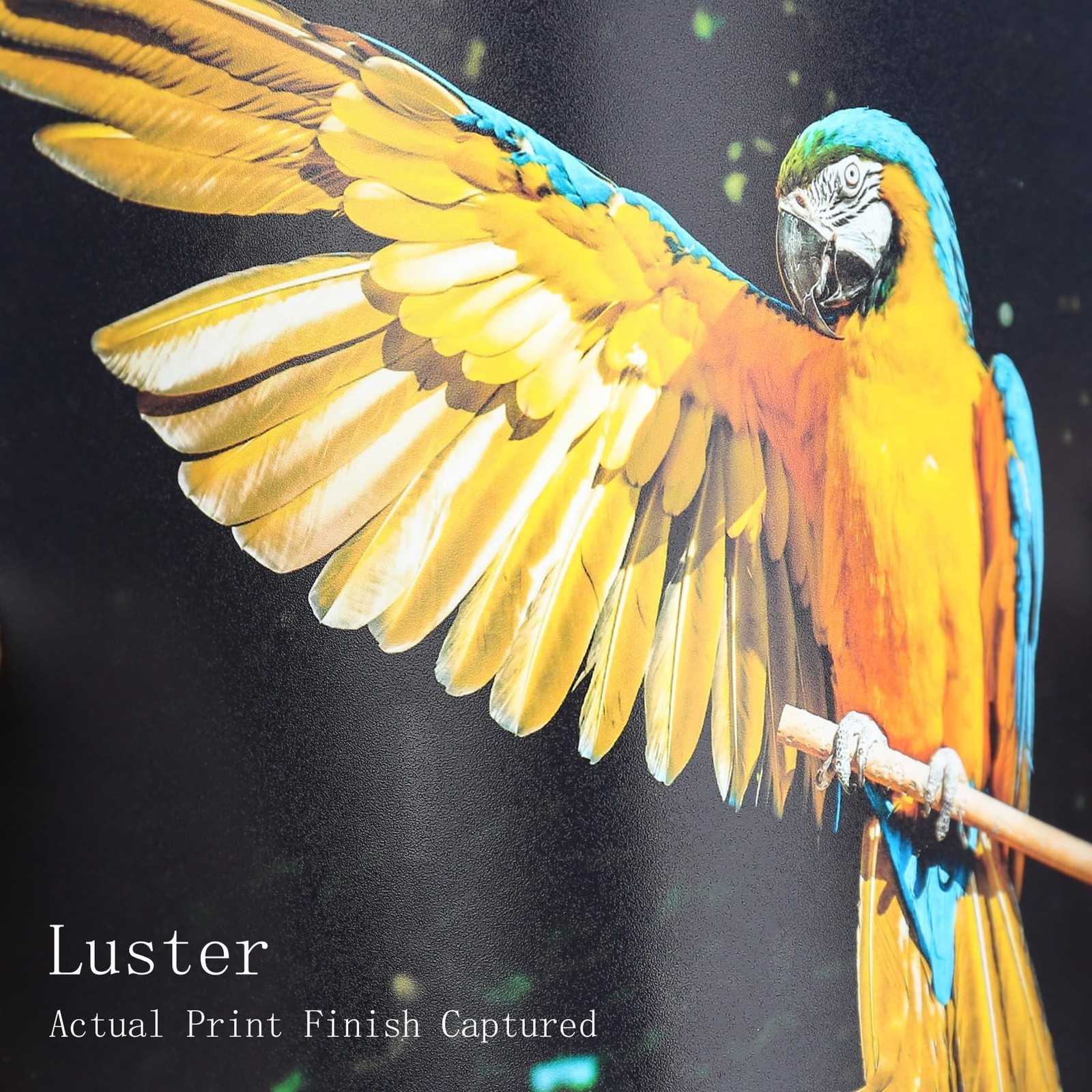 Koala Premium Photo Paper 8.5 x 11 In Luster Photo Printer Paper for Inkjet P…